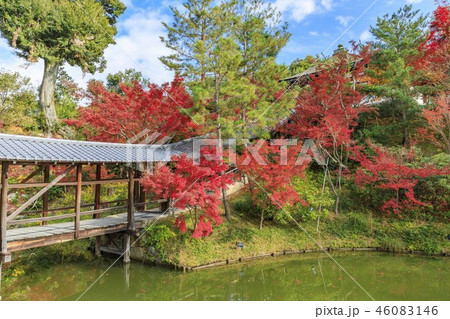 高台寺の紅葉 高台寺の紅葉 46083146