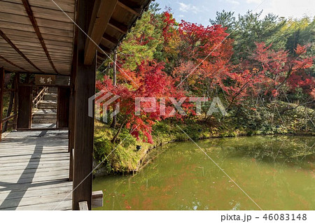 高台寺の紅葉 46083148