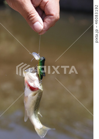 ルアーにて釣りあげたブラックバス ルアーにて釣りあげたブラックバス 46083192