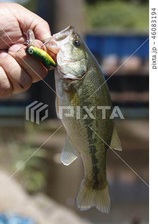 ルアーにて釣りあげたブラックバス 46083194