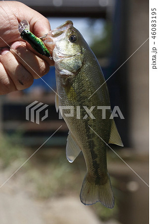 ルアーにて釣りあげたブラックバス ルアーにて釣りあげたブラックバス 46083195
