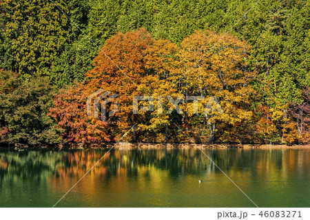 伊奈ヶ湖の紅葉 伊奈ヶ湖の紅葉 46083271