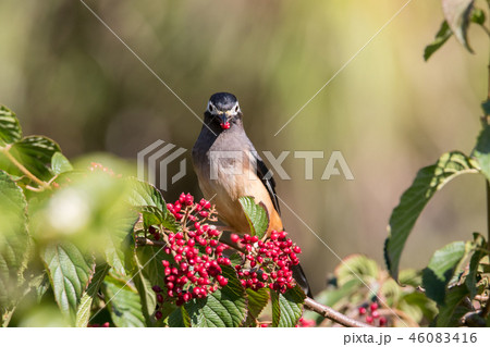 ツグミ科 つぐみ 鶫 46083416
