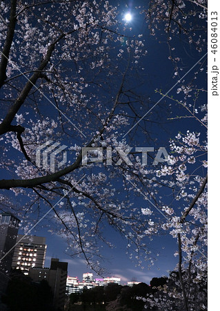 九段下の夜桜 46084013