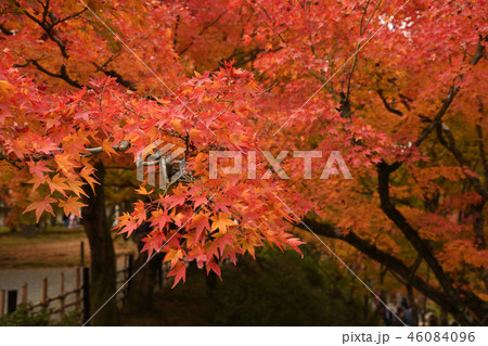 京都 東福寺の紅葉 46084096