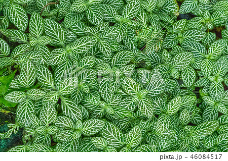 コガタシロアミメグサ コガタシロアミメグサ 46084517