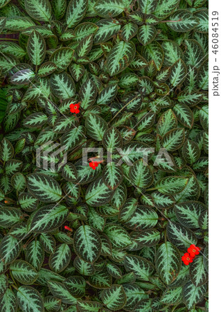 エピスシア 46084519