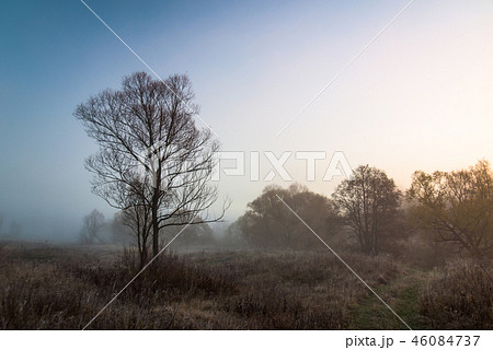Tree in fog Tree in fog 46084737