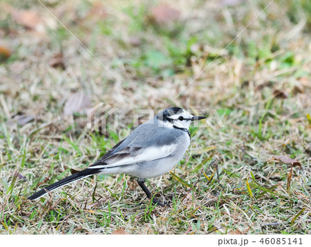 ハクセキレイ 46085141