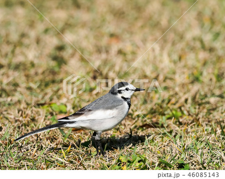 ハクセキレイ 46085143