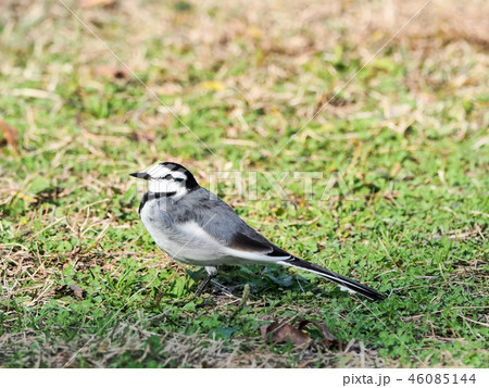 ハクセキレイ 46085144