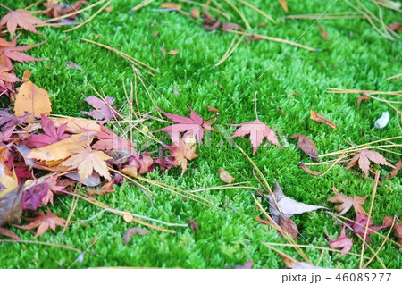 落ち葉 46085277