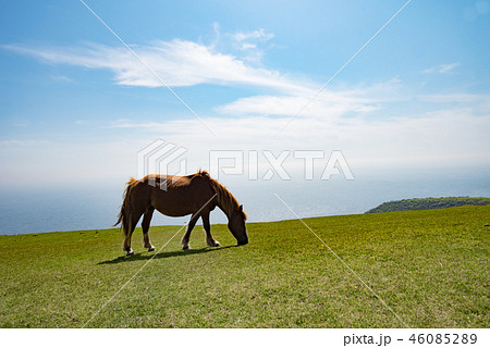 隠岐の島 西ノ島町 隠岐の島 西ノ島町 46085289