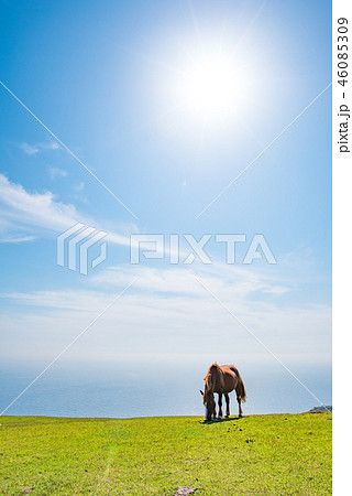 隠岐の島 西ノ島町 隠岐の島 西ノ島町 46085309