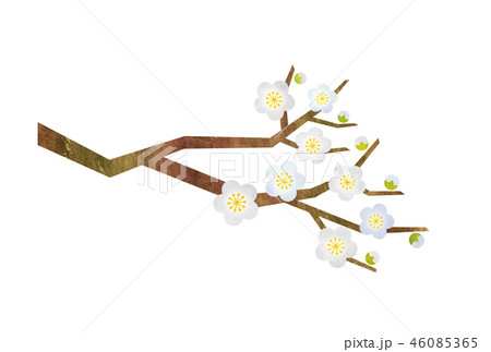 梅の枝 白梅 のイラスト素材
