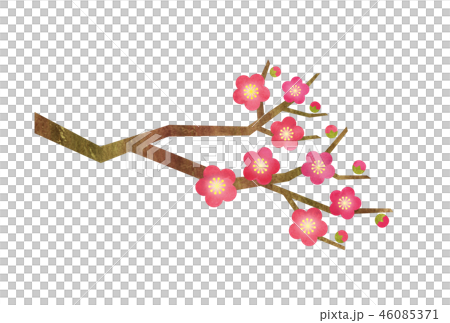 梅花梅分支 46085371