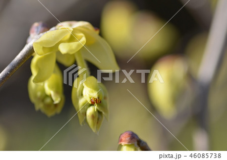 トサミズキの花 トサミズキの花 46085738