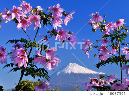 皇帝ダリアと富士山-222103 皇帝ダリアと富士山-222103 46087595
