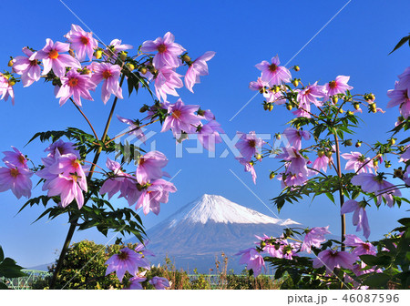 皇帝ダリアと富士山-222141 皇帝ダリアと富士山-222141 46087596