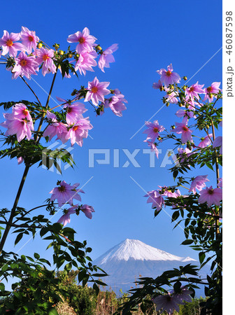 皇帝ダリアと富士山-222143 皇帝ダリアと富士山-222143 46087598