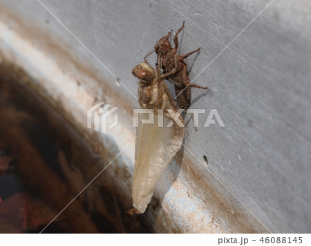 トンボの羽化 トンボの羽化 46088145