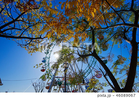 あらかわ遊園の紅葉　カラスザンショウの紅葉とセンダンの木の実　光芒　平成30年11月30日　 46089067