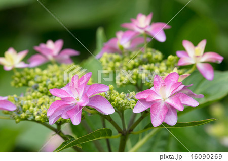 アジサイの花 アジサイの花 46090269