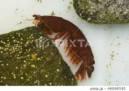 フトユビシャコモドキ 46090585