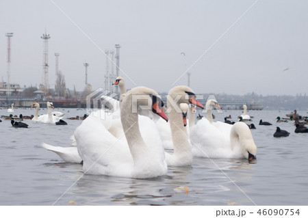 Swan, duck, gulls and bald-coots. Swans, ducks and gulls in the seaport waters on a cloudy winter 46090754