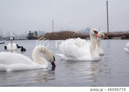 Swan, duck, gulls and bald-coots. Swans, ducks and gulls in the seaport waters on a cloudy winter Swan, duck, gulls and bald-coots. Swans, ducks and gulls in the seaport waters on a cloudy winter 46090779