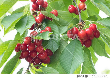 サクランボ サクランボ 46090952