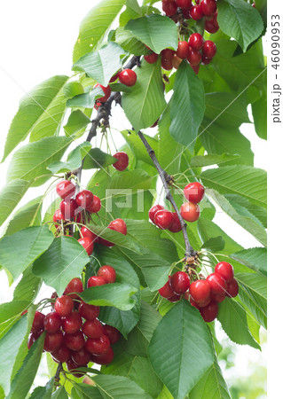 サクランボ 46090953