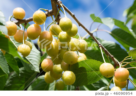 サクランボ 46090954