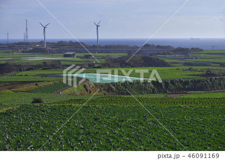 【神奈川県三浦市】 宮川風力発電所と農地 【初冬】 46091169