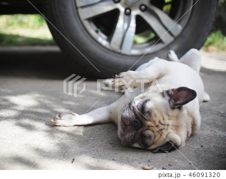 lovely funny white cute fat pug dog portraits lovely funny white cute fat pug dog portraits 46091320