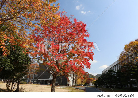 山口大学キャンパスの紅葉 46091534