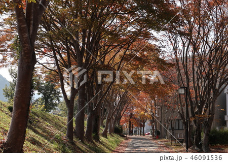 山口大学キャンパスの紅葉 46091536