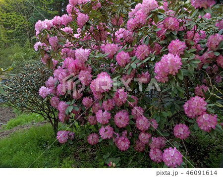 石楠花 しゃくなげ シャクナゲ(Rhododendron subgenus Hymenanthes) 石楠花 しゃくなげ シャクナゲ(Rhododendron subgenus Hymenanthes) 46091614