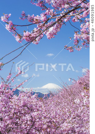 河津桜と富士山 46091985