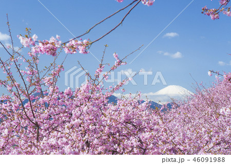 河津桜と富士山 46091988