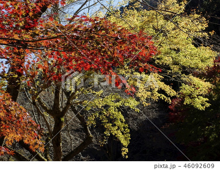 山木紅葉　風景 46092609