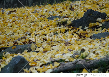 枚岡公園　（紅葉・黄葉・落ち葉） 46092629
