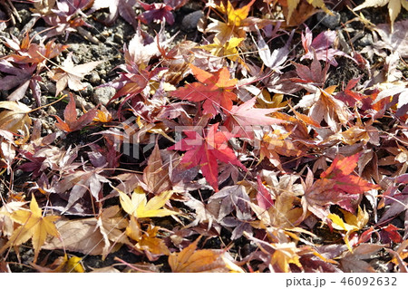 枚岡公園 (紅葉・黄葉・落ち葉) 枚岡公園 (紅葉・黄葉・落ち葉) 46092632