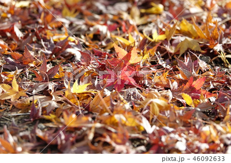 枚岡公園 (紅葉・黄葉・落ち葉) 枚岡公園 (紅葉・黄葉・落ち葉) 46092633