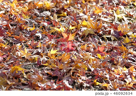 枚岡公園 (紅葉・黄葉・落ち葉) 枚岡公園 (紅葉・黄葉・落ち葉) 46092634