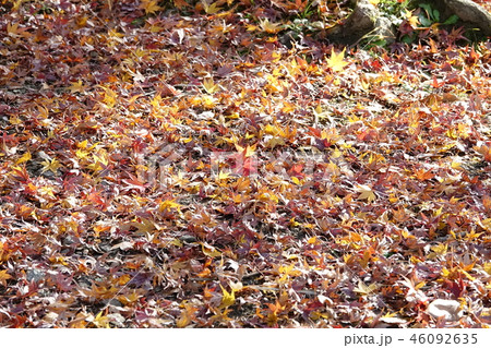 枚岡公園　（紅葉・黄葉・落ち葉） 46092635