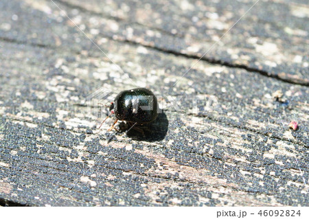 タデマルカメムシ 46092824