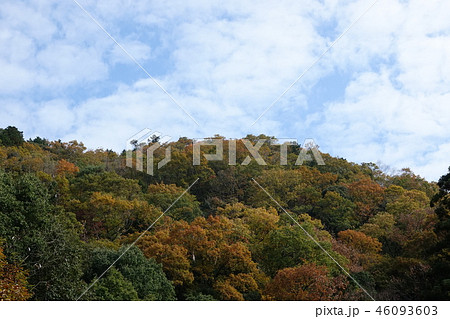 紅葉 ・ 黄葉 (滝畑ダム) 紅葉 ・ 黄葉 (滝畑ダム) 46093603