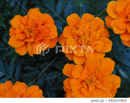 オレンジのマリーゴールド オレンジのマリーゴールド 46093960