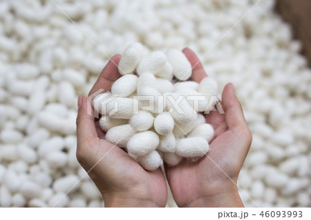 woman hand holding white silk cocoon 46093993